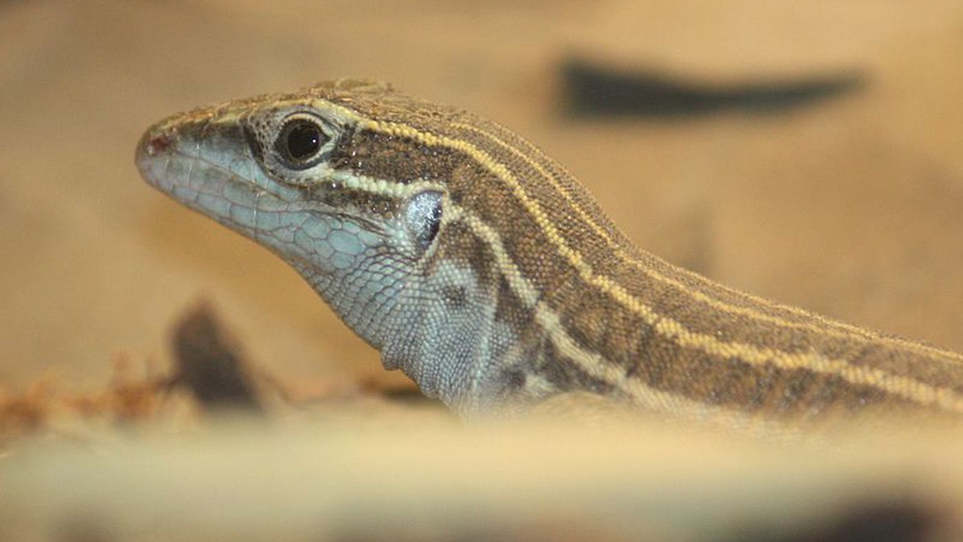 The Verge Review Of Animals The All Female Whiptail Lizard The Verge