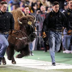 Ralphie runs around the field before the Utah Utes play the Colorado Buffaloes at Folsom Field in Boulder, Colo., on Saturday, Nov. 26, 2016.