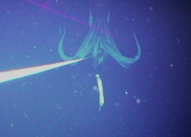 giant-squid-photo-wikimedia