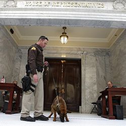 Bomb-detecting dogs are increasingly becoming a force in security for the U.S. and abroad.
