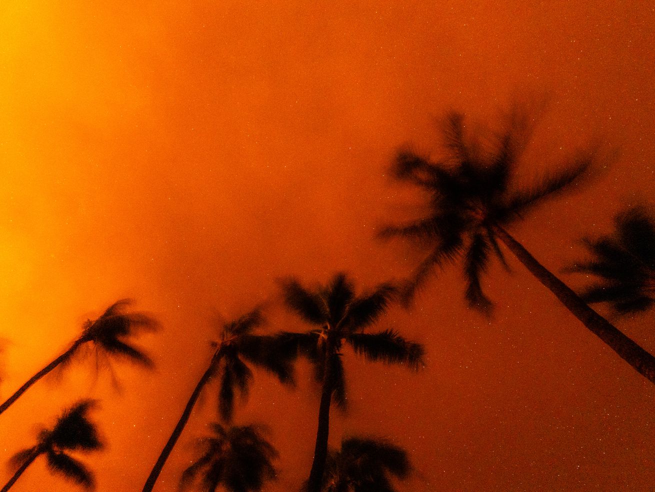 Palm trees silhouetted against an orange sky caused by wildfire.