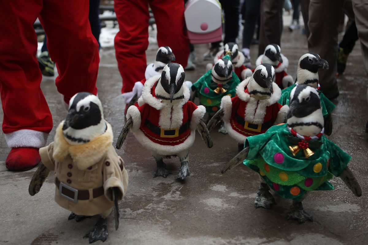 Penguins Dress As Santa Claus At Everland