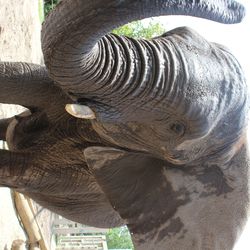 Christie, a 31-year-old elephant at Utah's Hogle Zoo.