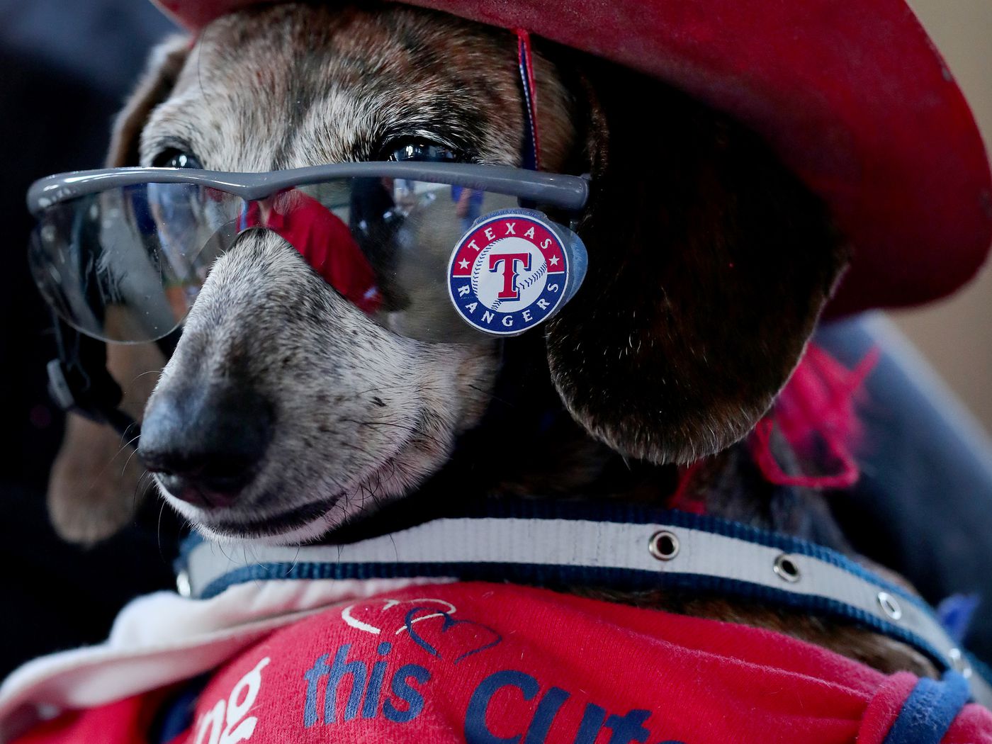texas rangers dog gear