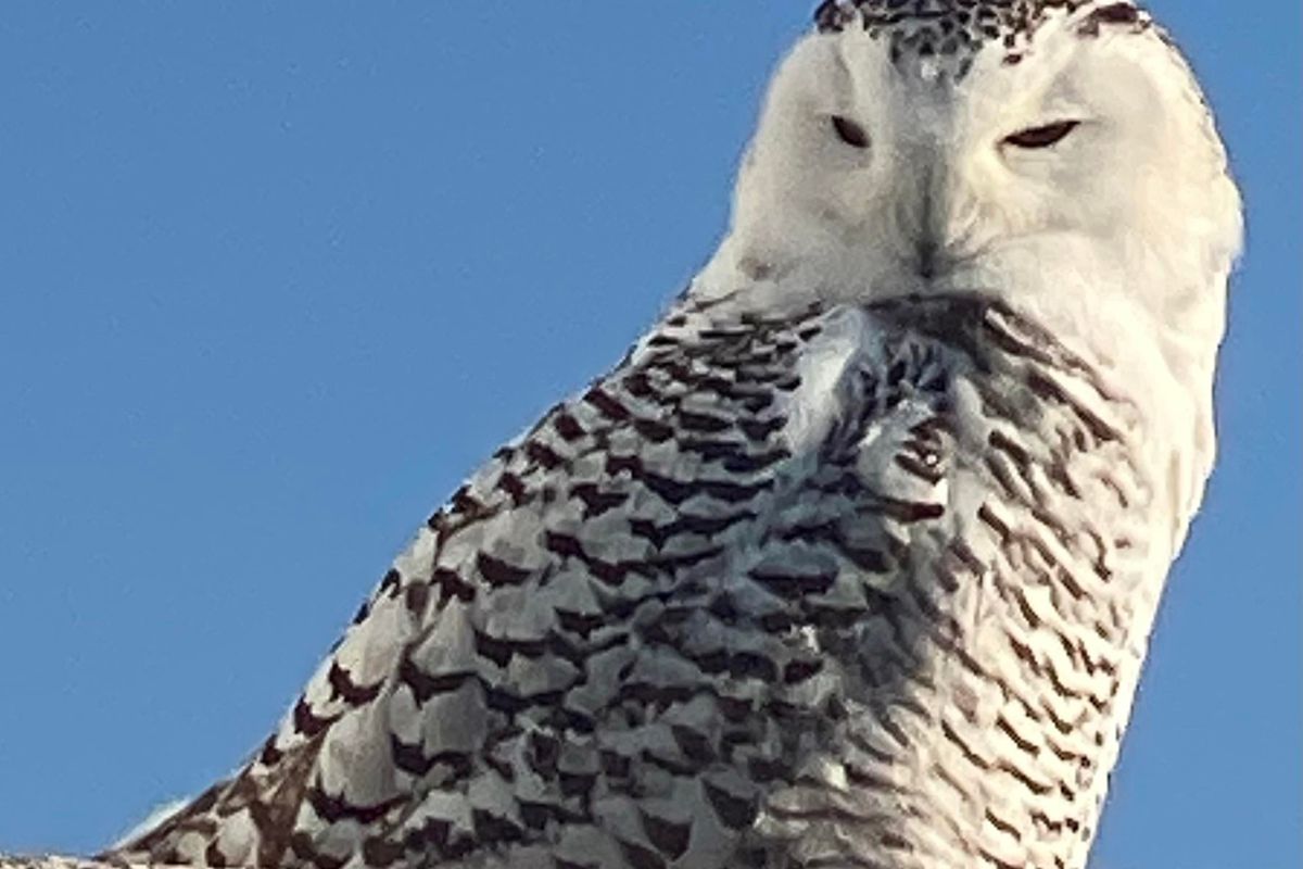 A snowy owl on the lakefront in late November. Credit: Mark Simpson