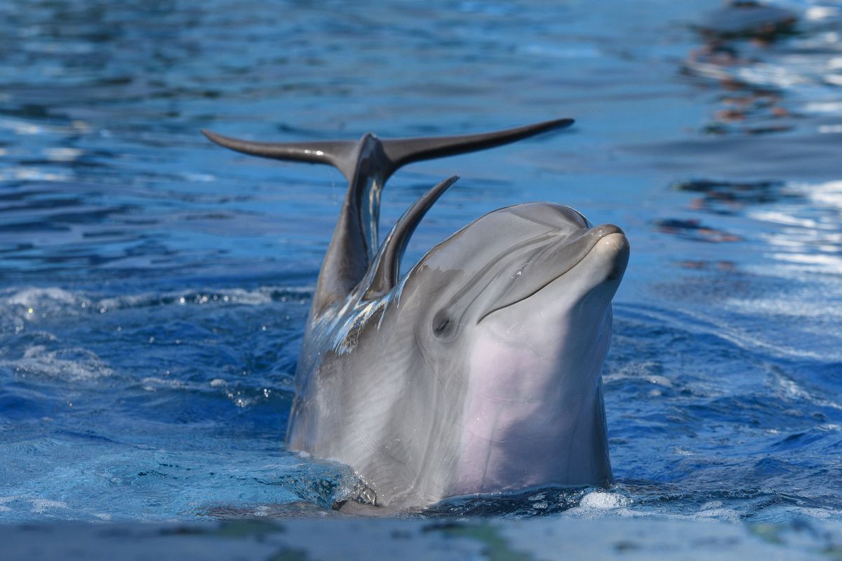 A common bottlenose dolphin is seen during a show at the...