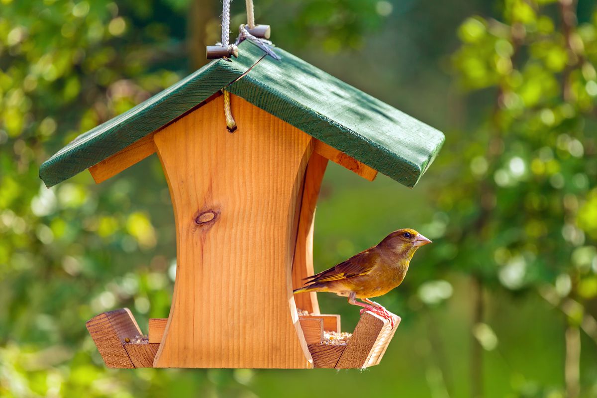 Bird at wooden bird feeder.