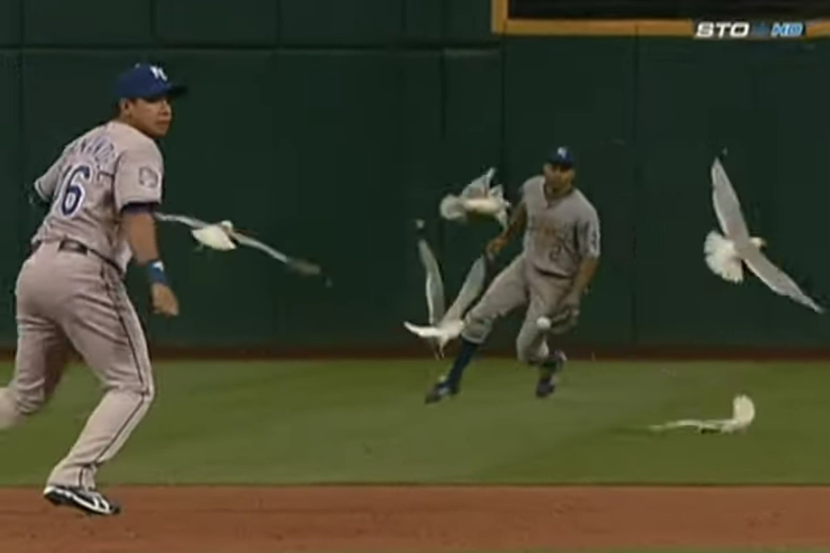 Seagull (bottom right) immediately after getting hit by baseball, which altered the trajectory and allowed Cleveland to walk off the Royals on Jun 11, 2009. 