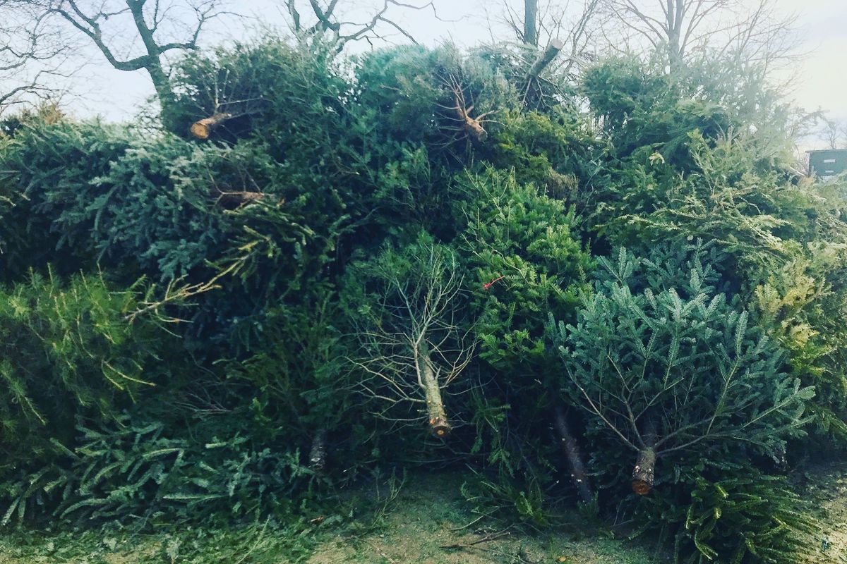 A pile of Christmas trees waiting to be recycled.