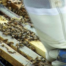 Darren Cox works with his bees in Hyrum. 