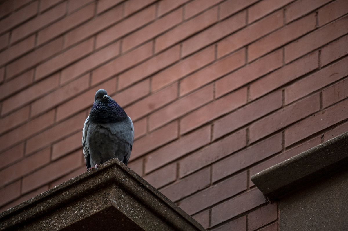 A pigeon perches on a building on Thompson Street near Washington Square Park.  December 21, 2021.