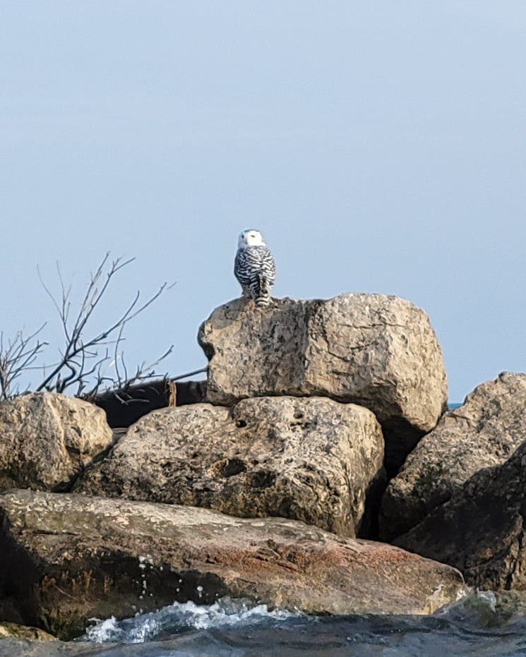 A snowy owl observed Friday while fishing the wall off downtown Chicago. Credit: Ray Cote
