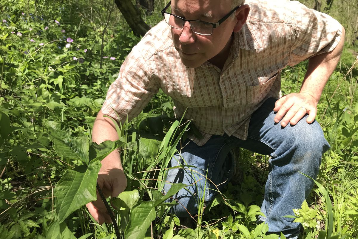 Illinois’ state biologist Eric Schauber in the field with a jack-in-the-pulpit. Provided photo