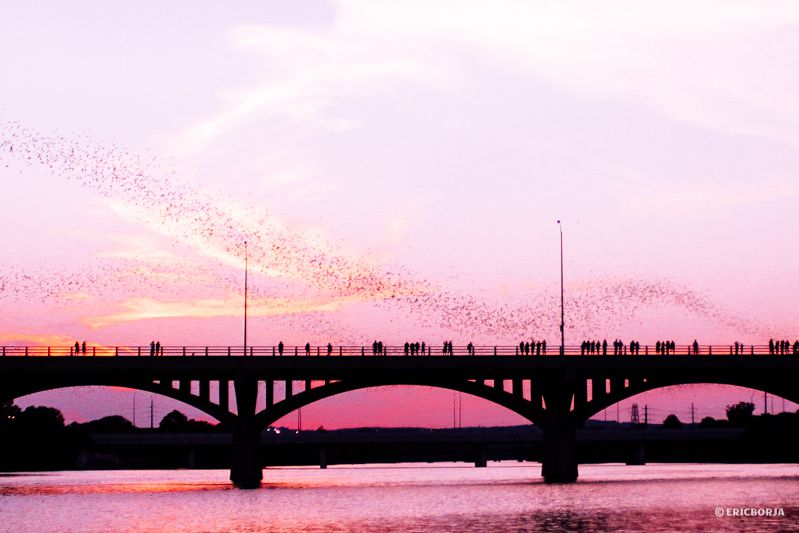 Photo of bats leaving Congress Ave bridge