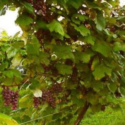 Present day Catawba grapes.