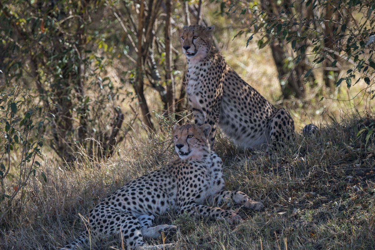 Cheetahs (Acinonyx jubatus) are sitting in the shade of a...