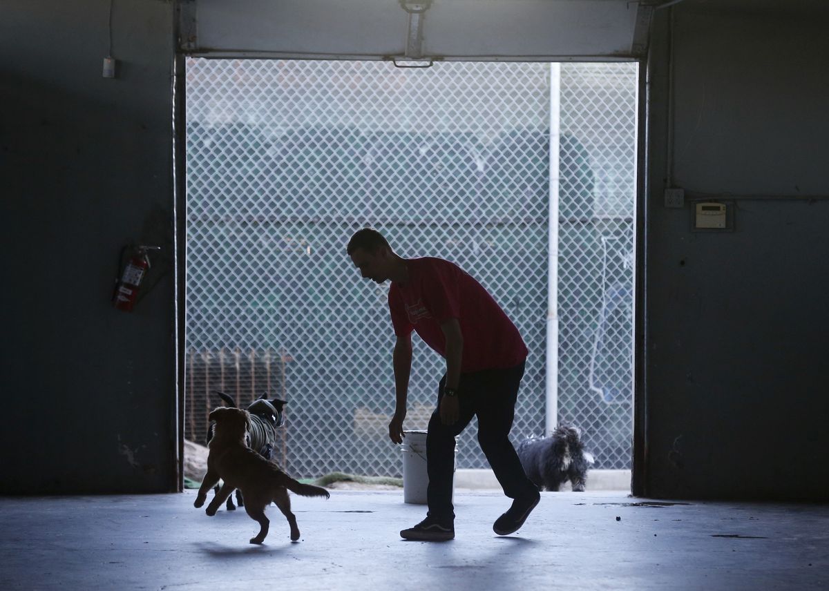 A man and three dogs in a warehouse-style building silhouetted against an open garage door.
