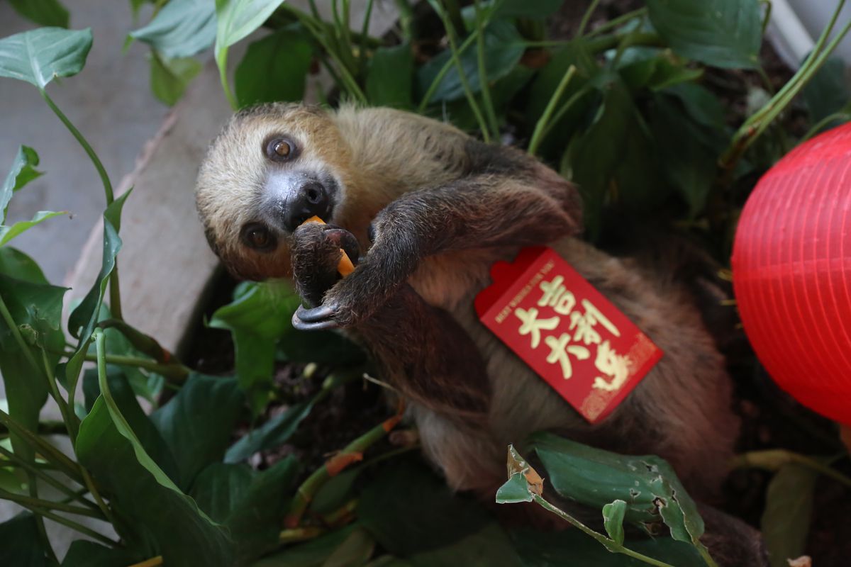 Animals Celebrate Chinese New Year In Chongqing