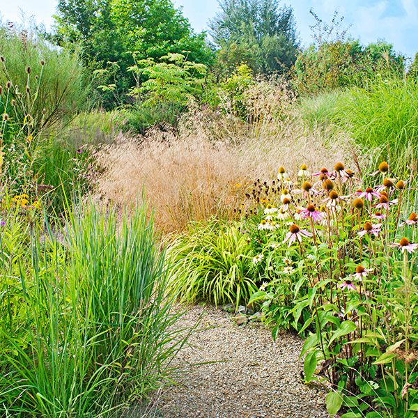 <p>A curving path of crushed shell invites guests to meander through this prairie-style planting of purple and white coneflower, spiky hair grass, billowing switch grass, yellow sneezeweed, and 'Giant Bronze' fennel.</p>