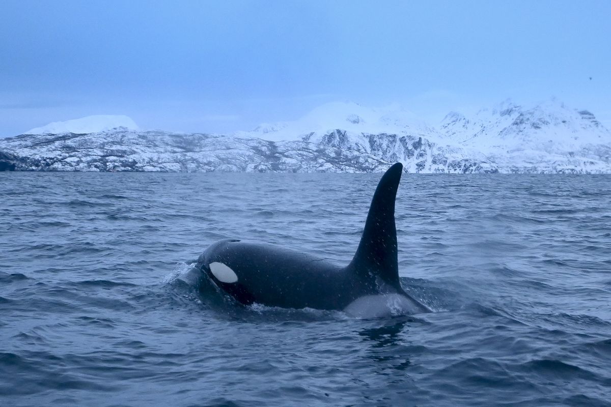 An orca swimming.