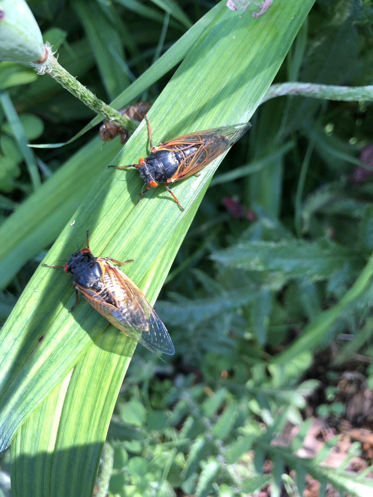 Periodical cicadas in Brookfield. Provided by David Jakubiak