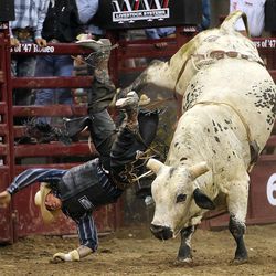 Sonny Murphy comes off his bull as he competes in the Days of 47 Rodeo Wednesday, July 23, 2014, at EnergySolutions Arena in Salt Lake City.