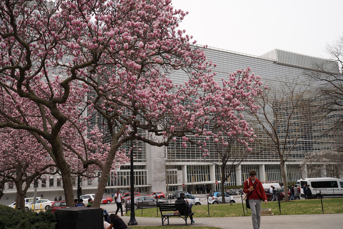 An urban park across from a modern building. An apple blossom tree blooms.
