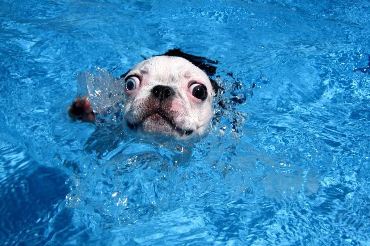 Собака плавает в бассейне