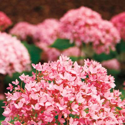 Hydrangea Care: Tips for Planting, Pruning and Cutting