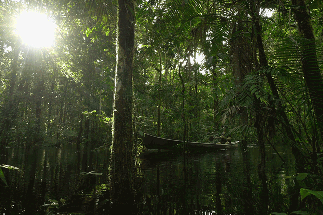 A boat glides along the tree-lined waters of the Zabalo River in Ecuador.