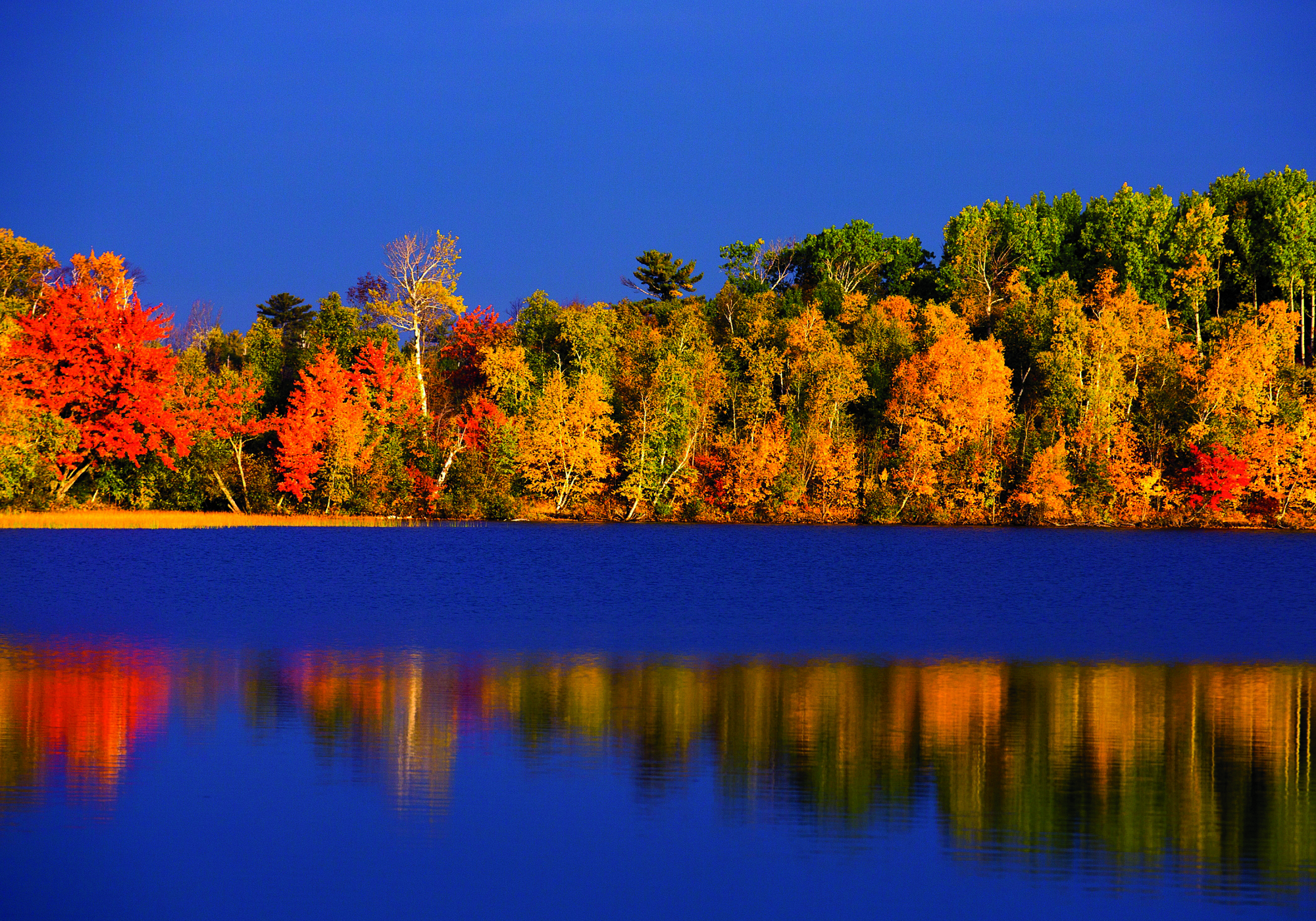 The color of the leaves around Lake Superior is at peak brightness early in morning.