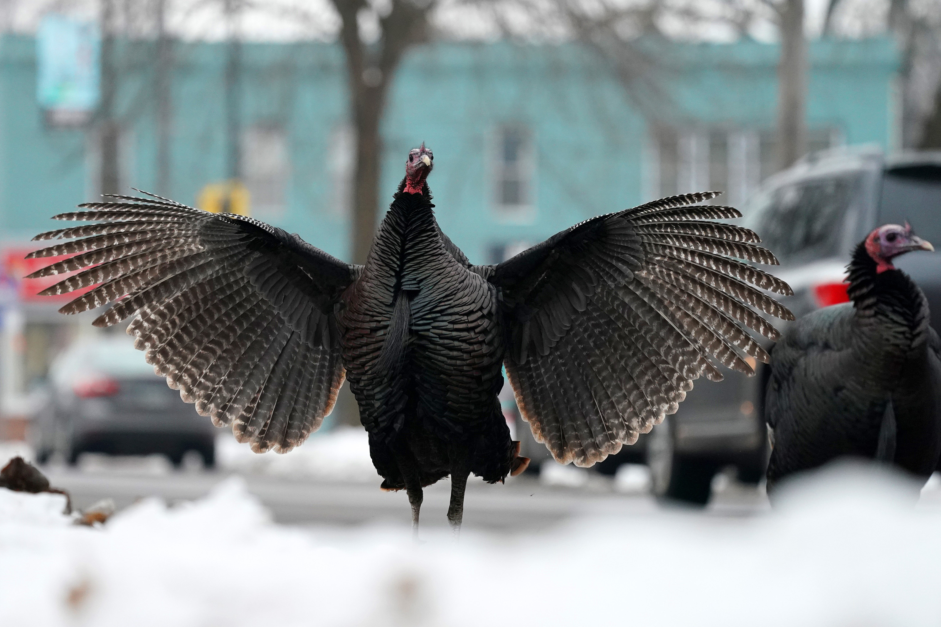 Wild turkeys can stand in for the golden rings, or gulderers.