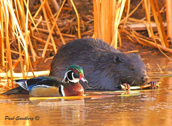 duck_and_beaver.0.jpg