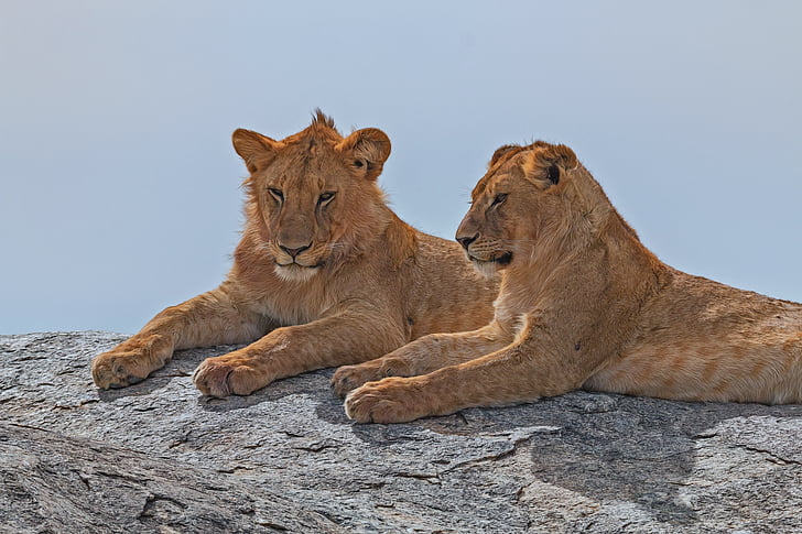 lion-africa-serengeti-animal-preview.0.jpg