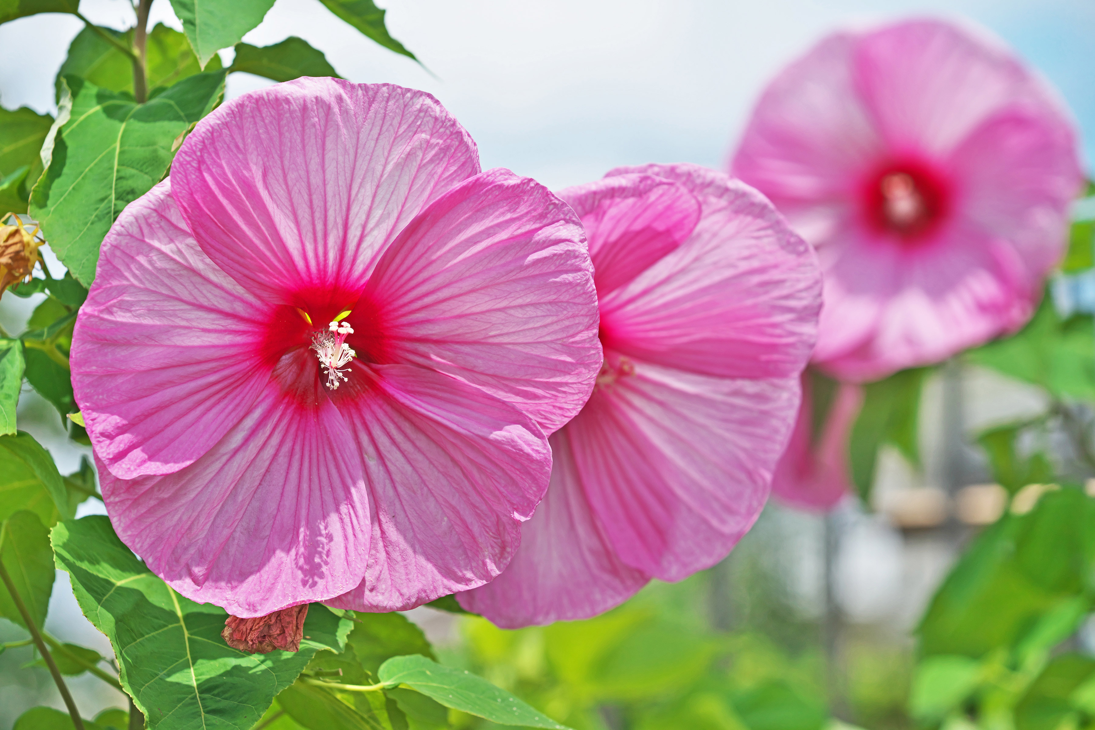 12 Flowers That Bloom All Summer