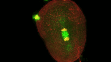 Cell division mitosis microscopy