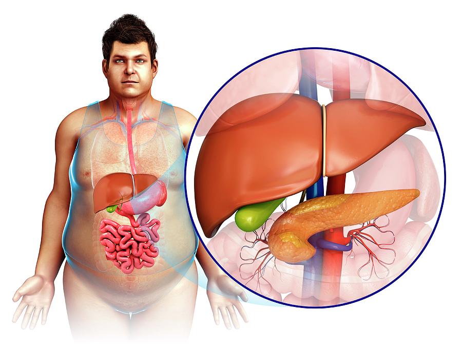 male-liver-and-pancreas-pixologicstudioscience-photo-library.0.jpg
