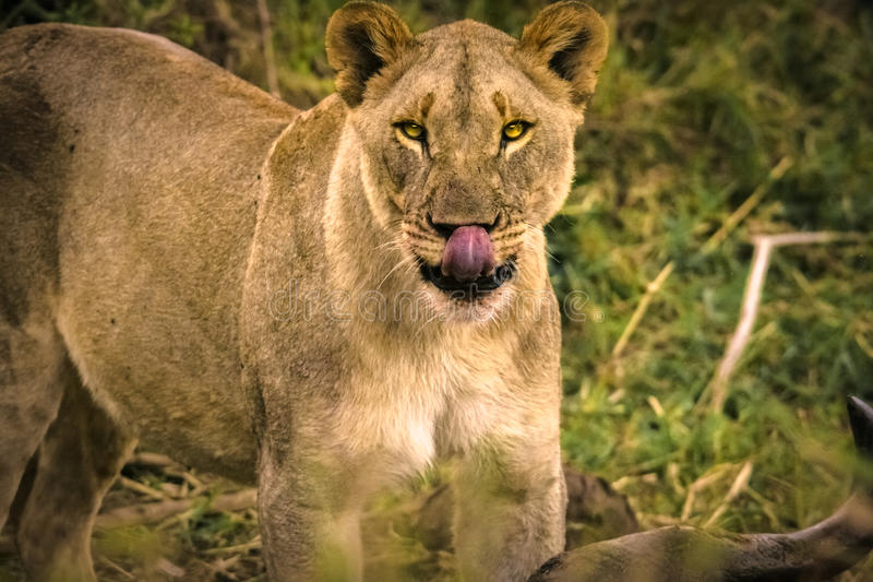 hunting-lioness-buffalo-imfolozi-national-park-south-africa-59130873.0.jpg
