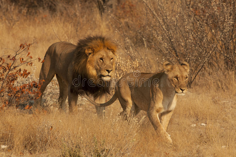 lion-lioness-21467586.0.jpg