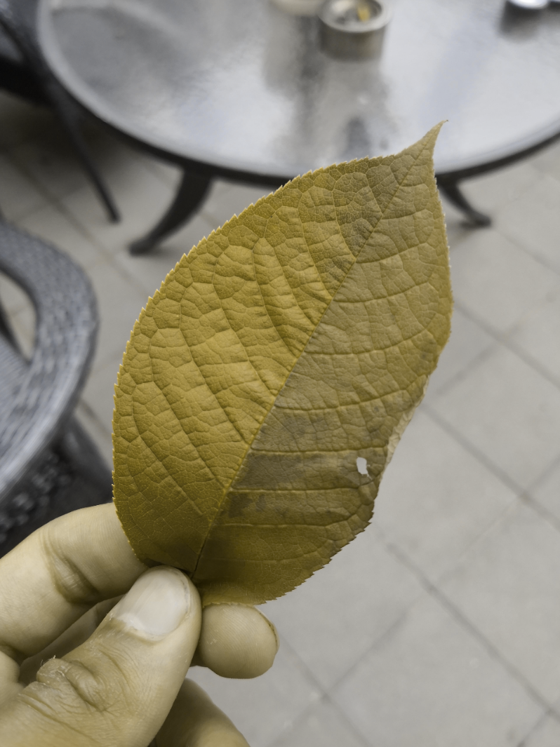 A leaf. The image has been processed to simulate red-green colorblindness, and appears uniformly green-brown.