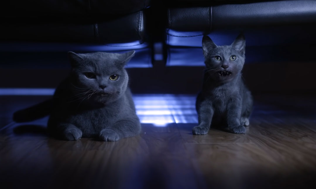 Ужасные CGI-коты в фильмах, рейтинг
