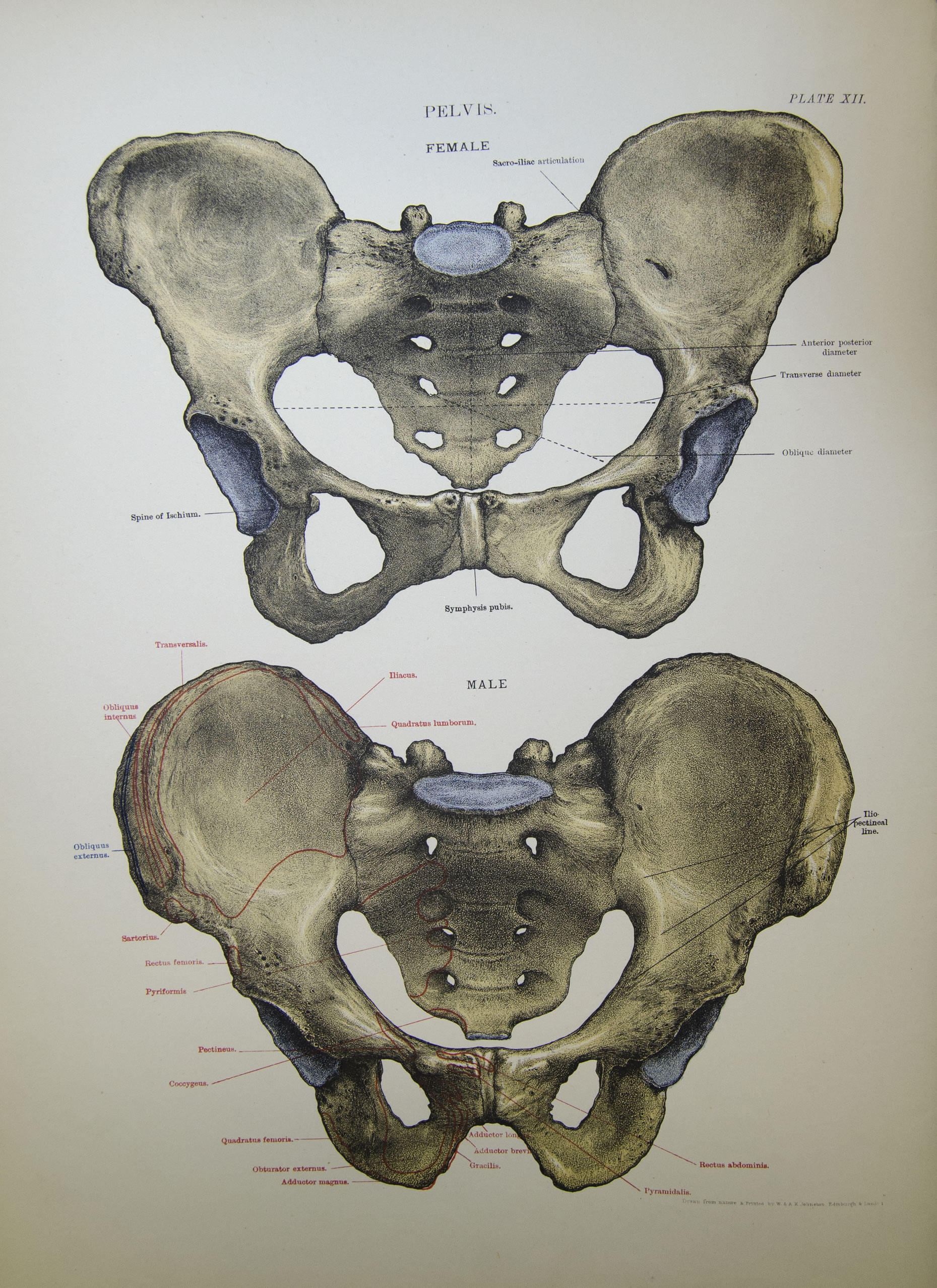 Male and female pelvis. 