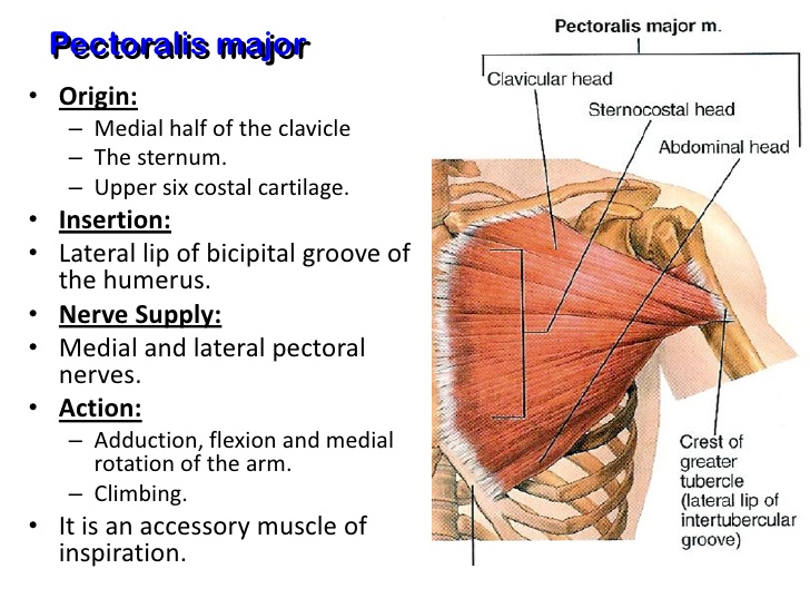 muscles-of-the-pectoral-region-4-728.0.jpg
