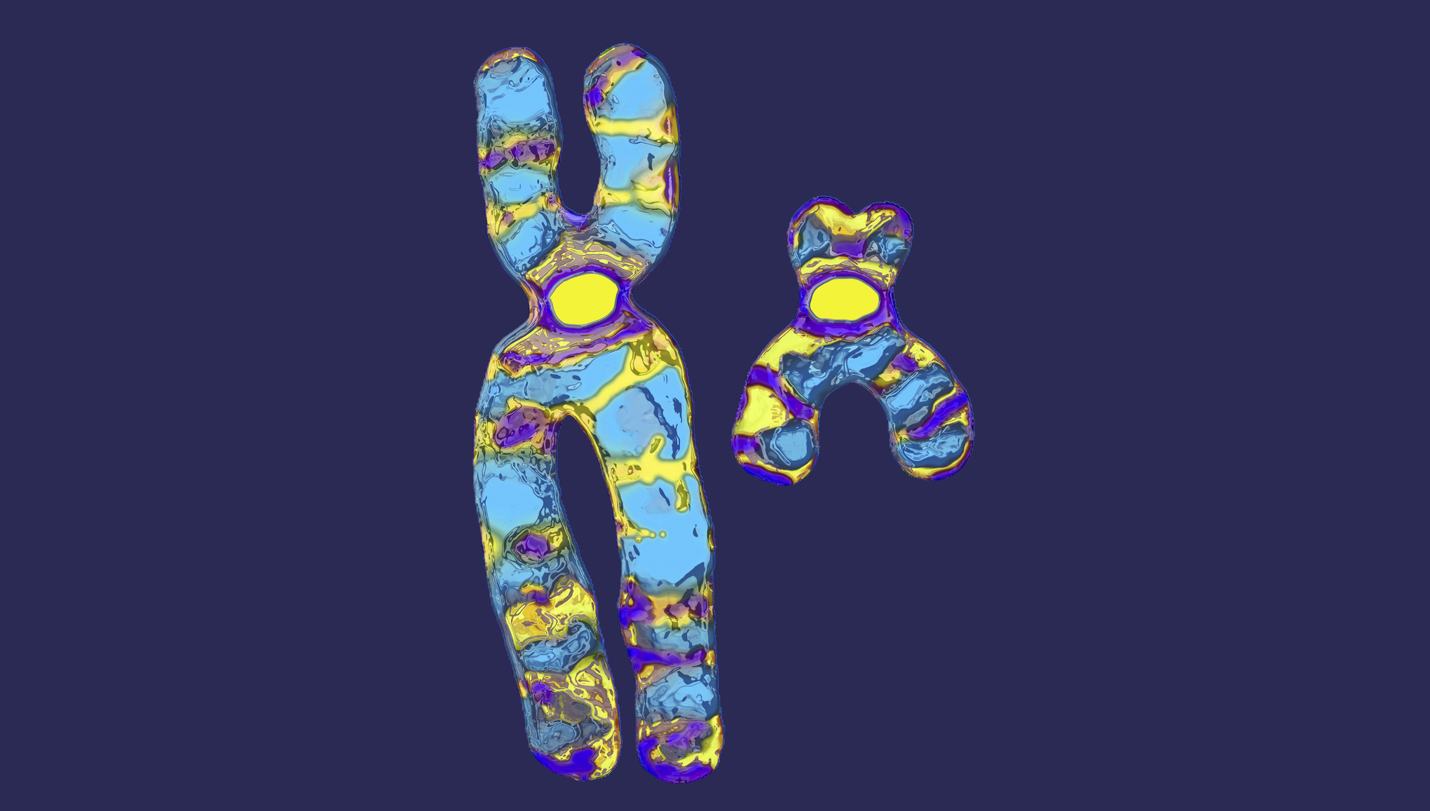 The human sex chromosomes: X and Y. Y is the little one.