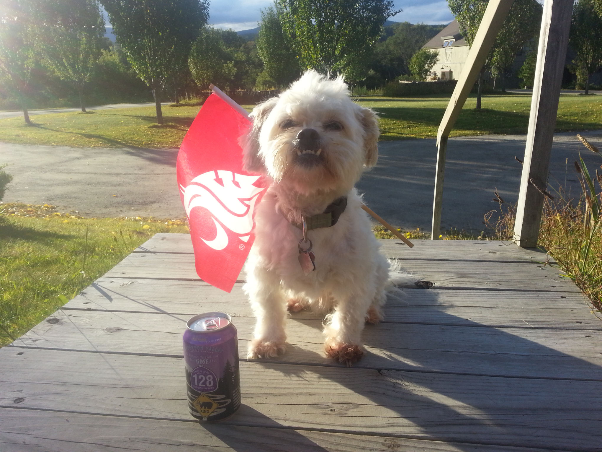 Baxter waves his flag and his beer.