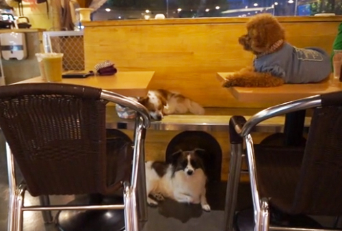 Video still <a href="https://www.indiegogo.com/projects/the-dog-cafe">via</a>