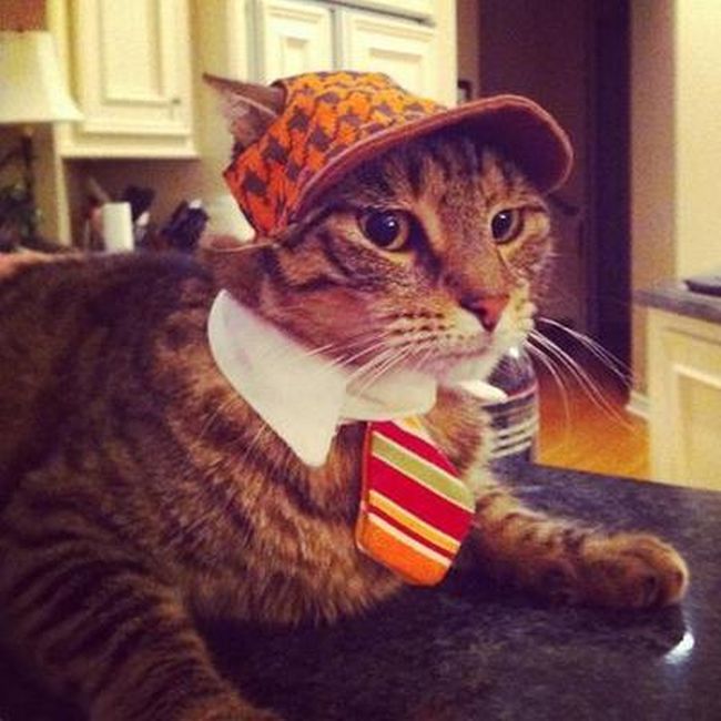 Photo: Rich Cats of Instagram