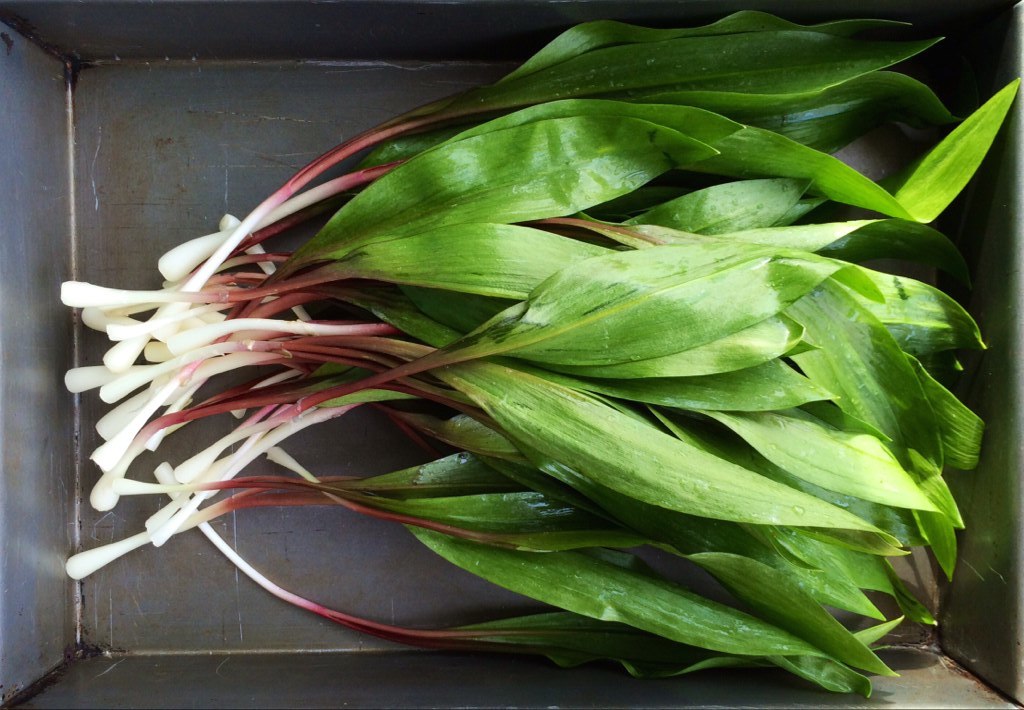Fresh ramps in a metal container.