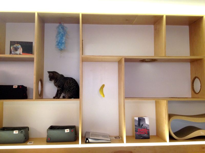 Cats play in a maze of cubbies at Meow Parlour, the city's first cat cafe.