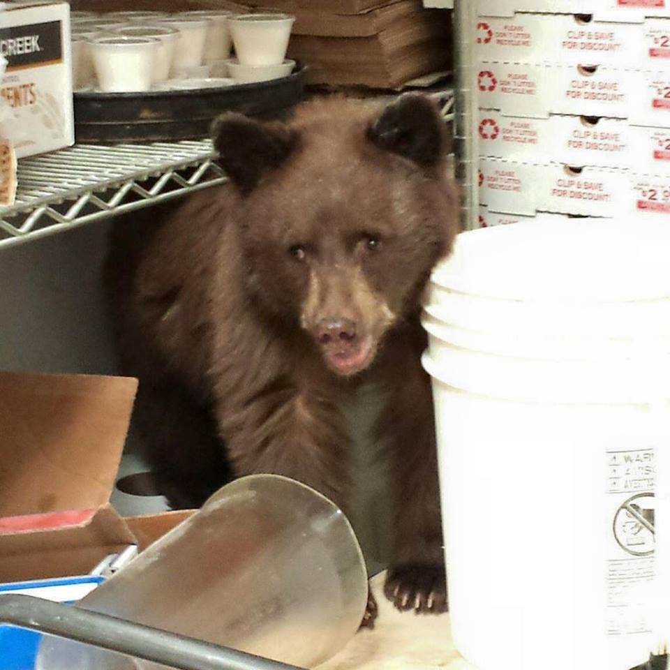 Bear cub at Louie's Pizza